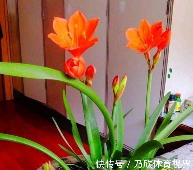 叶片|养这10种花,再喜欢也别多浇水,少浇水,不管它,反而花更多