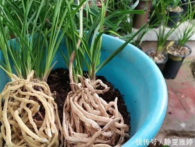 黄豆|兰花爱吃这2种“粉”,什么黄豆水、过期药都不如它,效果出奇好