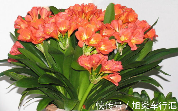 4种花很耐养,好养易活开花漂亮,四季繁花似锦,美