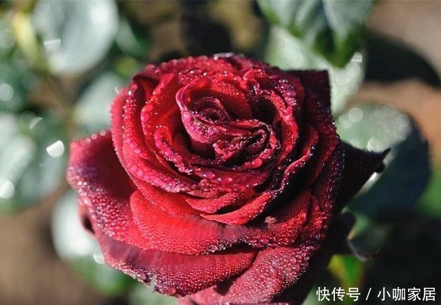 浓郁|几款又香又美的月季花,不仅好看,还好吃