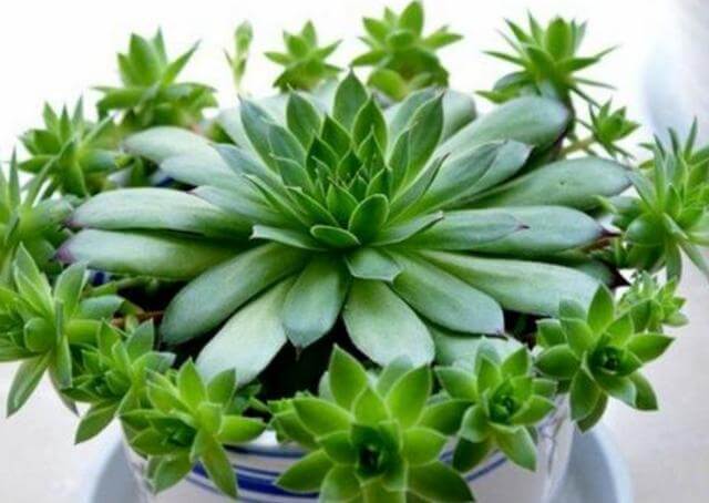 高温天气养观音莲,3个小技巧,侧芽不断长,1个月就爆满盆