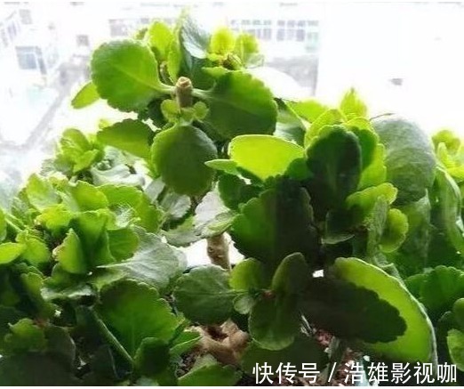 鸡蛋黄|养长寿花喂个“它”，小花苞钻个不停，40天呼呼就爆盆了