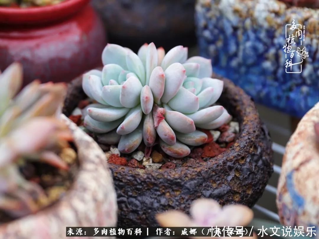 日子|笼子里露养的多肉,越养越美!有多肉的日子伴着小确幸!