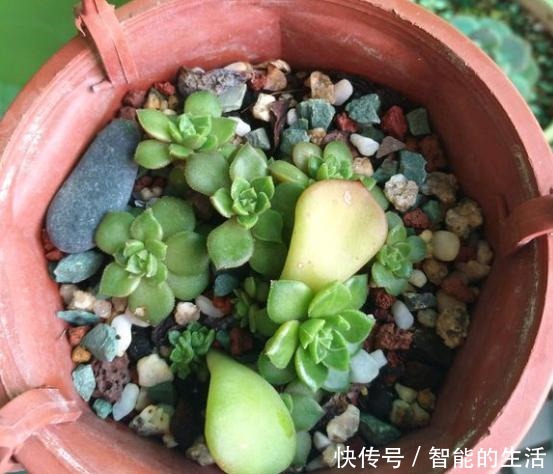 蒂亚徒了,都可以召唤“神龙”,手一痒,全都拔了!