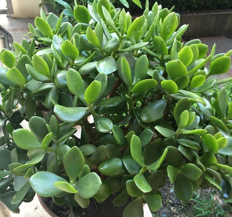 玉树|养好玉树,记住4句话,枝子多杆子壮,变成造型美美哒老桩