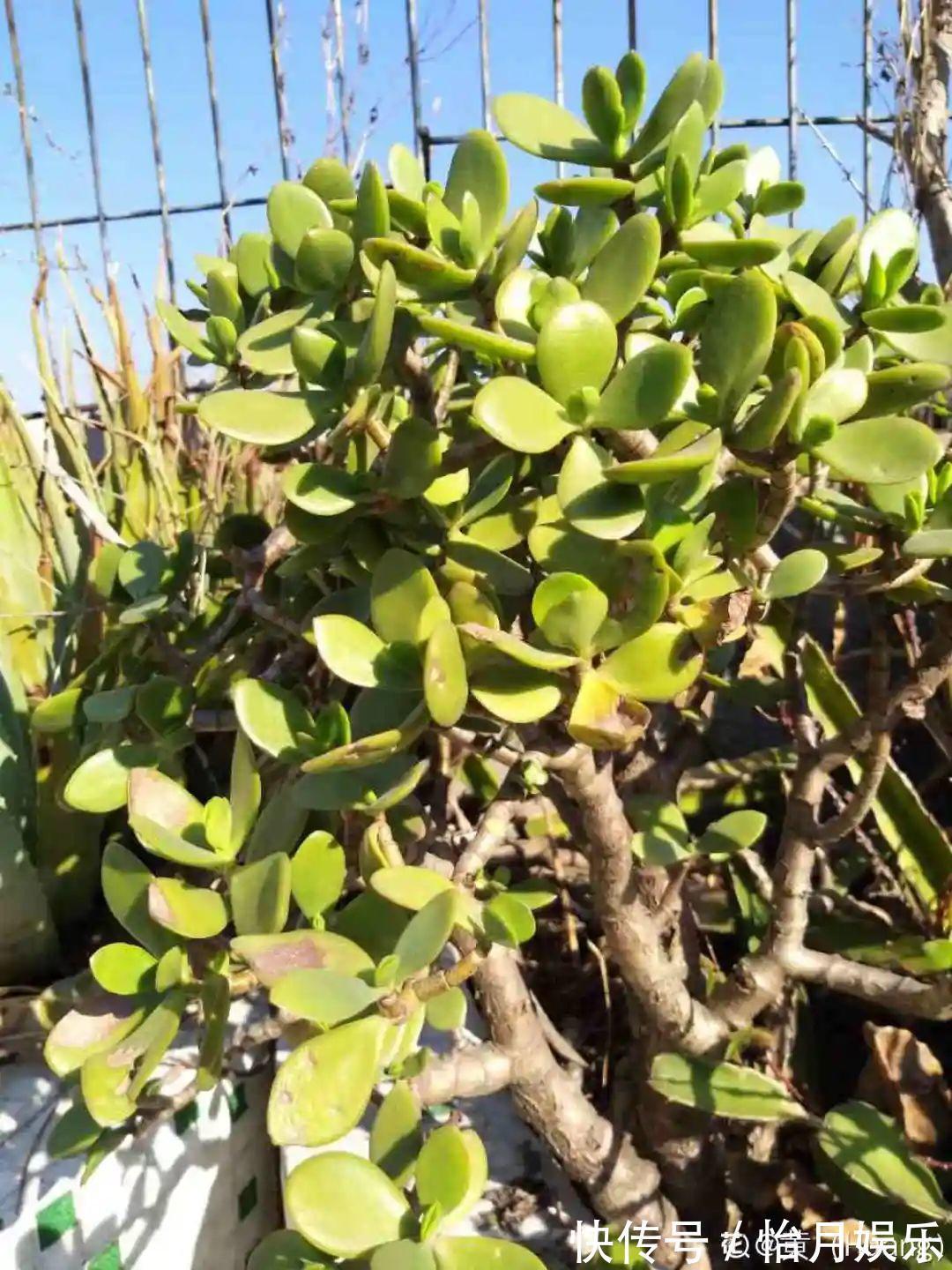 花也能成精,养成巨无霸,一次开花50朵,比小孩还高!