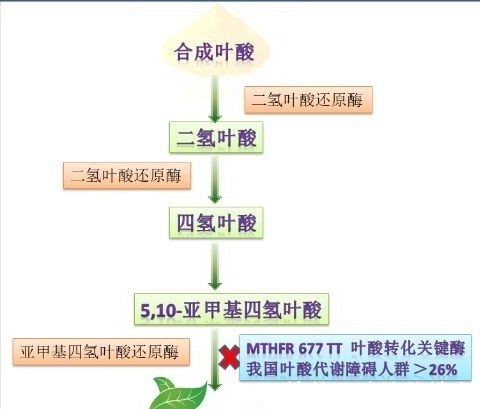 合成|生呗活性叶酸:都在补叶酸,差别怎么那么大呢?