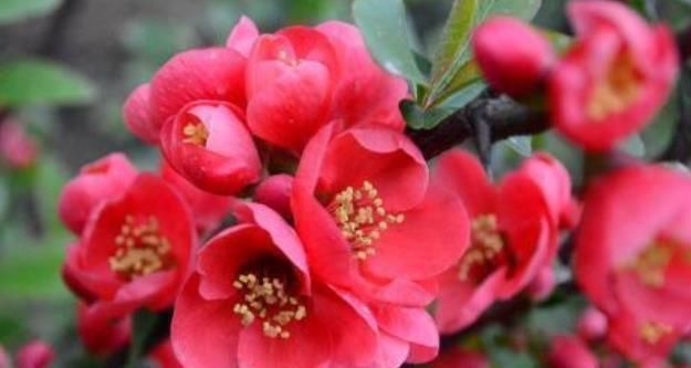 养花|养花就养4种花,开花很漂亮,花量大不操心,越养越喜欢