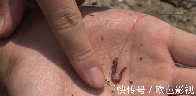 七星漂朝天钩钓鲫鱼,挂对蚯蚓是关键,这2种挂法简单却实用