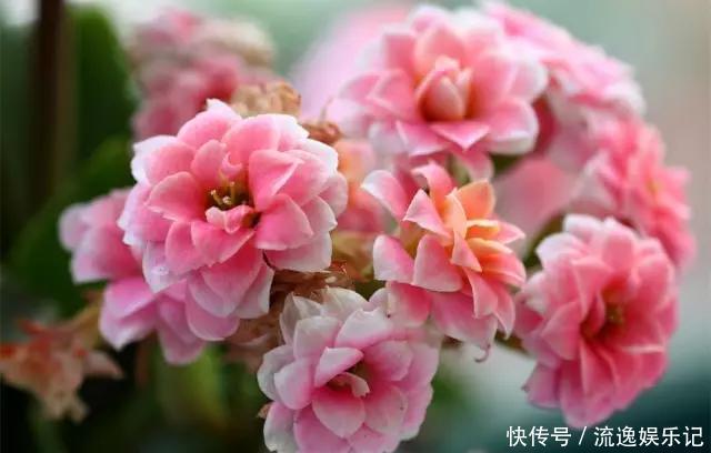 长寿花开败后,找对“位置”猛剪一刀,第二次开花更旺盛!