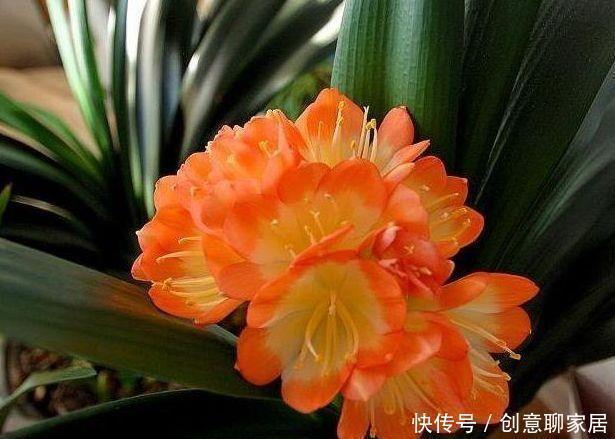 浇水|4种花,堪称花界劳模,花期长,开花勤,四季有花赏