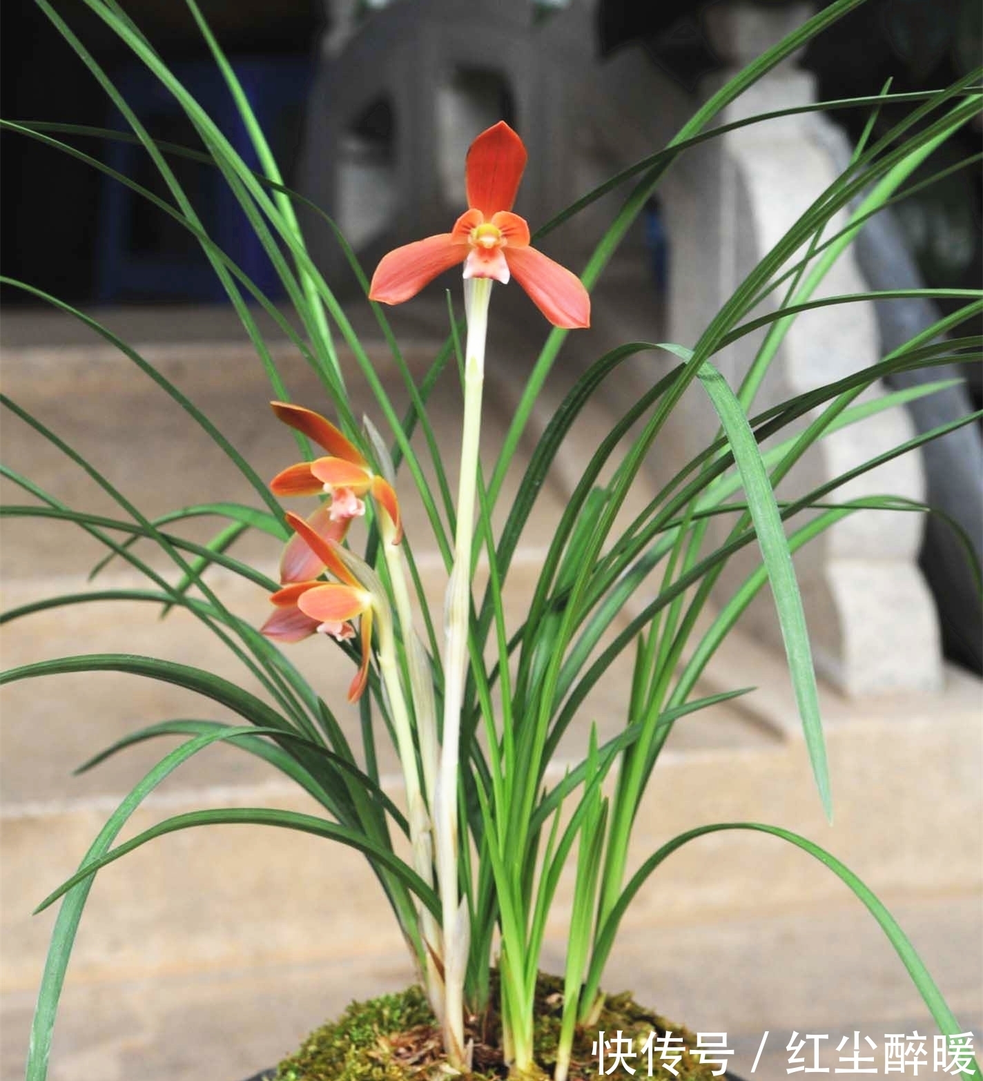 此兰花被誉为“国兰第一红”,花型工整,养护简单,曾多次获奖
