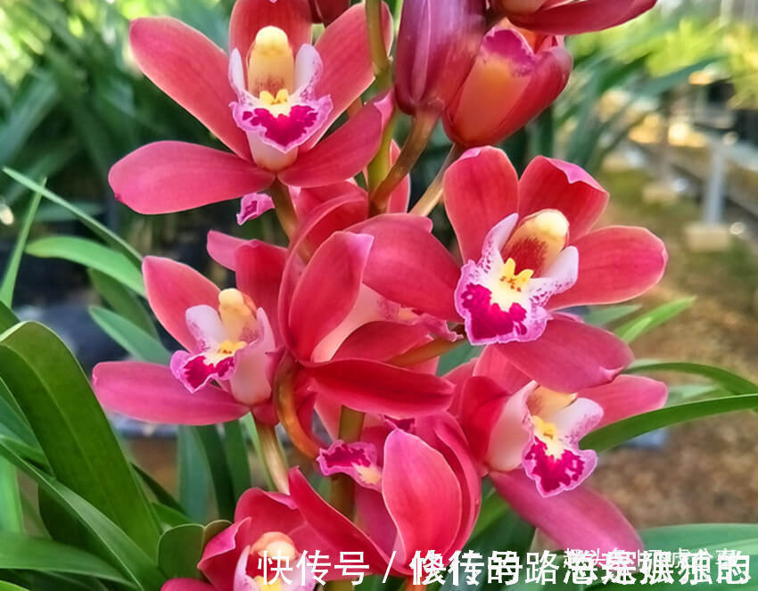 花草|花中三绝和花草四雅，每一盆都飘逸俊秀、亭亭玉立，你家有吗