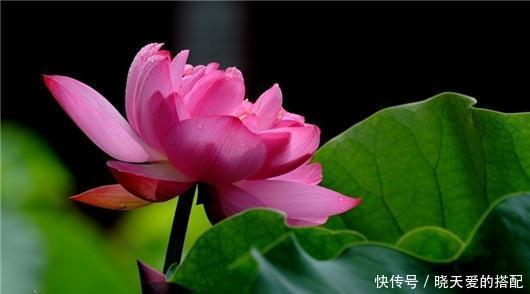 遮阳网|夏天来了不懂此些花卉降温方法,难怪你的花都死了