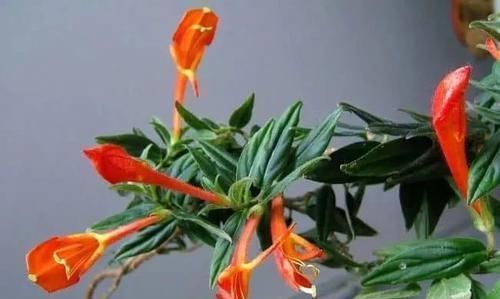 散射光|10种长相很怪异的盆栽植物,都很适合养在花盆里