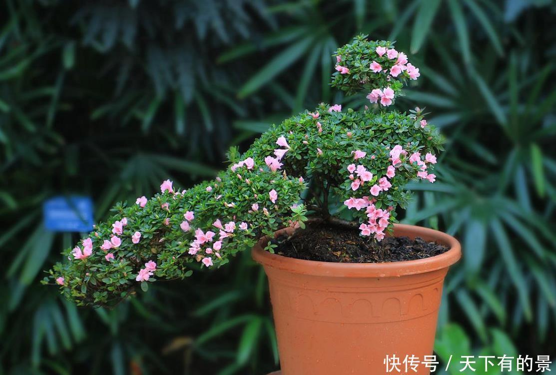 会出问题|杜鹃花被拉入“黑名单”不敢养?其实掌握“四合理”,你也能养好