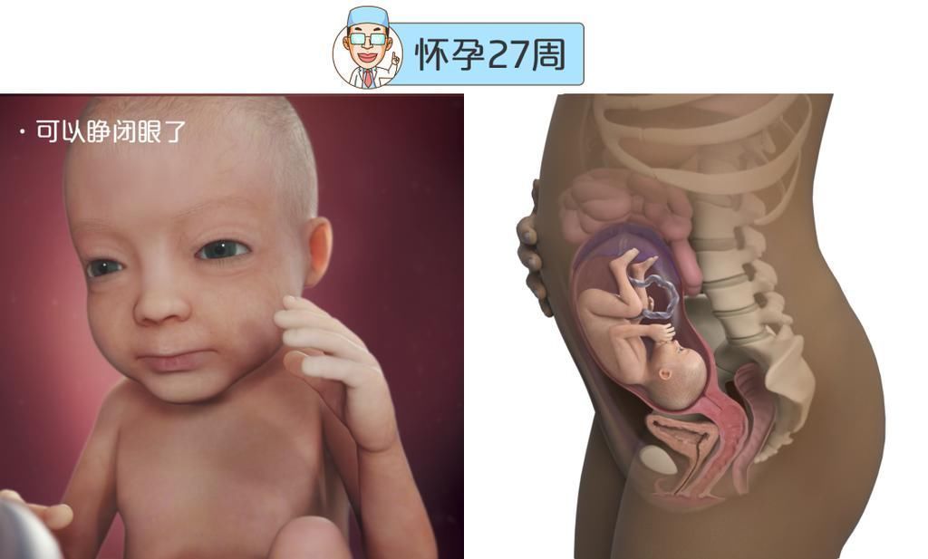 婴儿|最全的怀孕周期图鉴，感受从受精卵到婴儿的神奇变化！