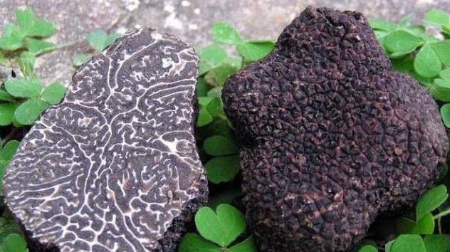 中国3大“顶尖”野生植物,个个卖出天价,网友;吃不起