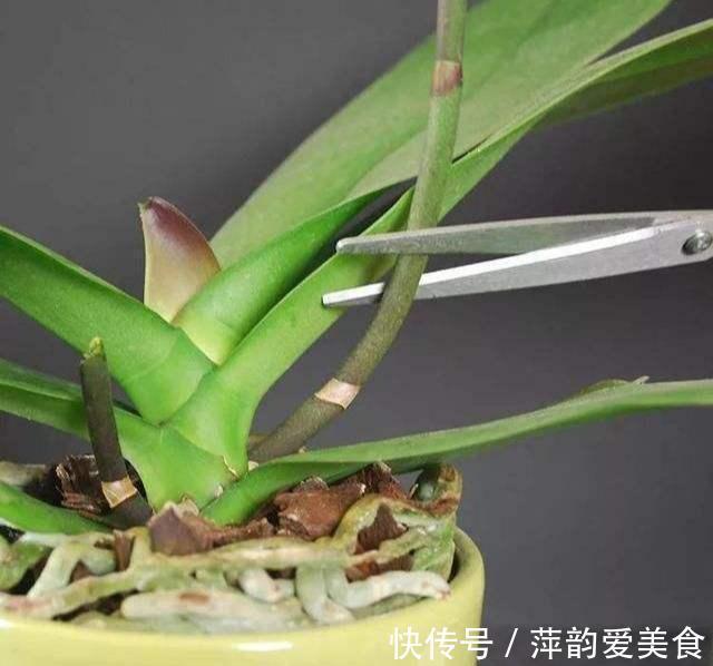 花盆|蝴蝶兰开败了?丢了就是扔钱,3个要点做好,来年蝴蝶花满屋