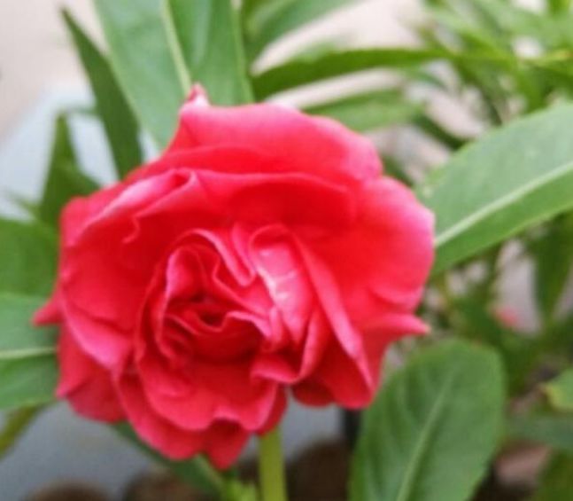 家养4种旺运花,吉祥又喜庆,开花红红火火,旺财又旺运!