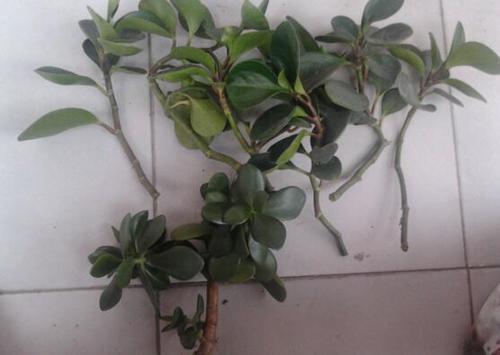 6种花，一长高就“变丑”，越矮胖越“漂亮”，要舍得剪！