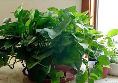 家养这些植物,除甲醛、杀病菌,净化空气,上档次早看早知道
