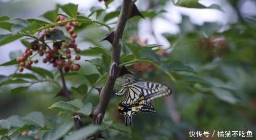 农村很常见的花椒树，不仅能止痛还能治疗小便不利