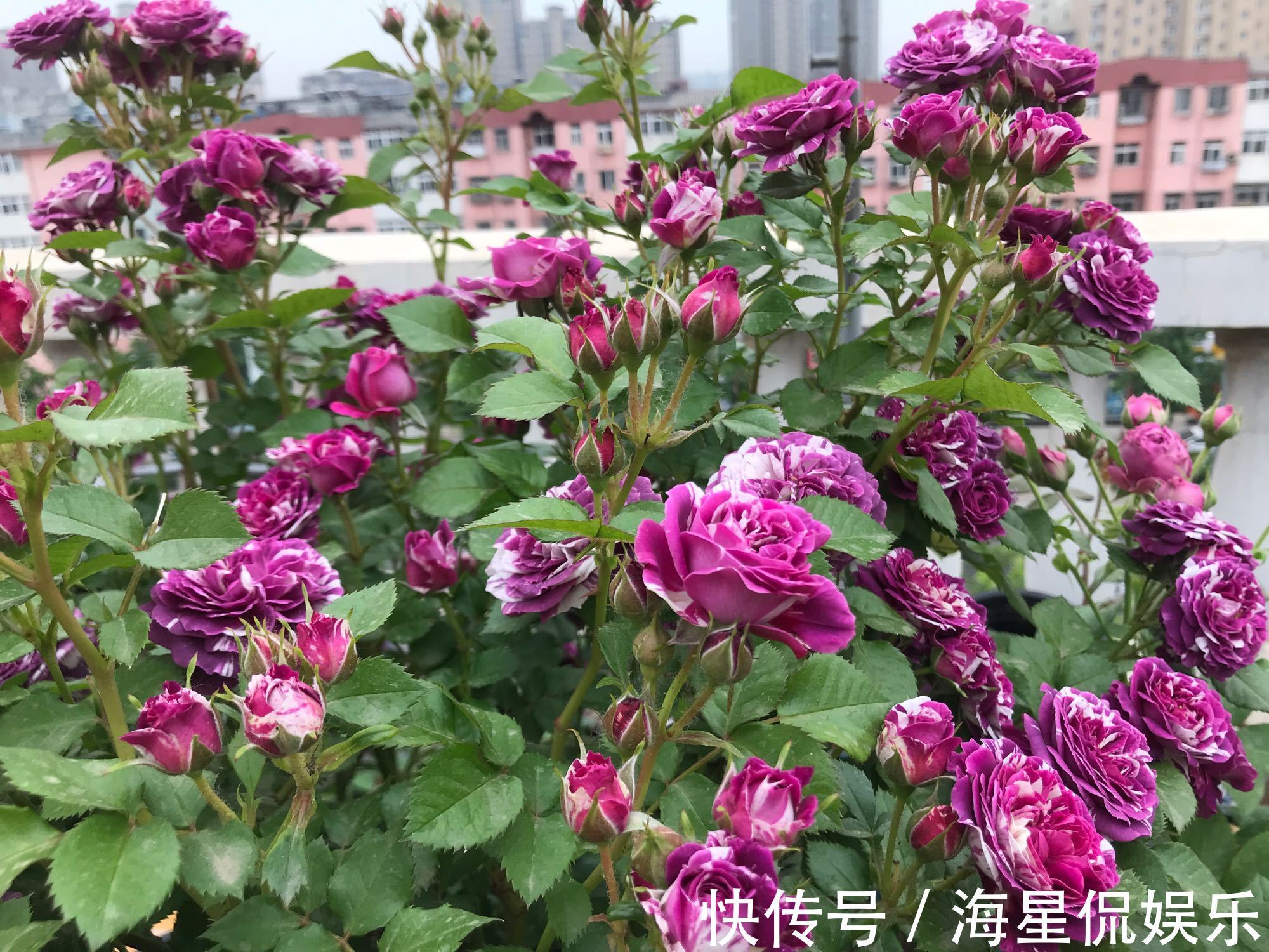 根结线虫|月季长了“土豆根”还能活吗植物癌症不是你想救就能救