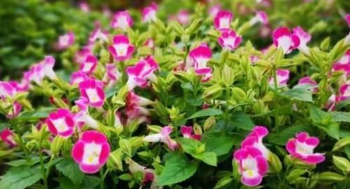  成活|最值得入手的4款花，好养易成活，全年开花不断