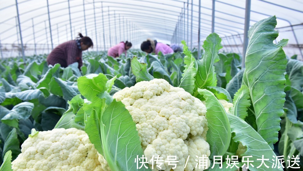蔬菜|宁愿不吃，也不碰的3种“蔬菜”，寄生虫成“堆”，有没有吃过