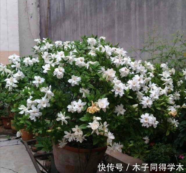 花树|4种“富贵花”,越养越值钱,价值上万元,能换很多“养老钱”