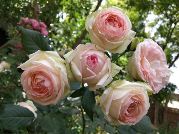 条纹|傻傻分不清的月季,能认出品种算你狠!