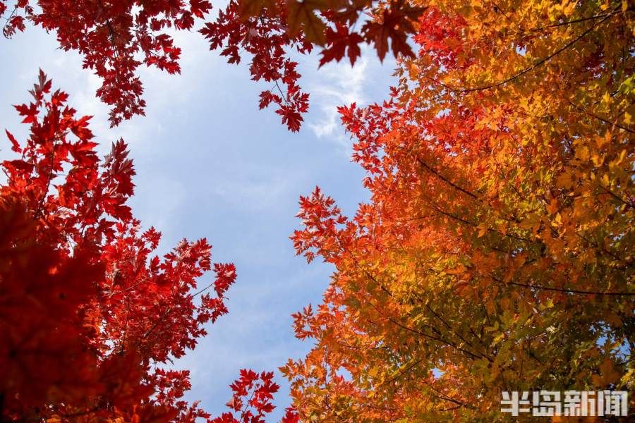 田野|赏红枫正当时