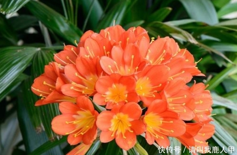 聚财|客厅最适合养“3种花”,旺人又聚财,寓意美好,收获幸福