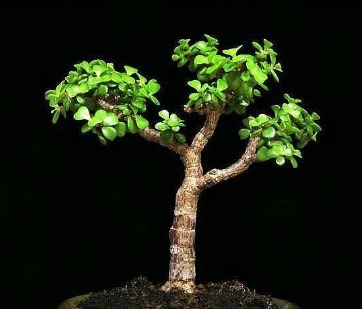 金枝玉叶放阳台，记住“一多、一少”，叶片肥厚，轻松养成老桩