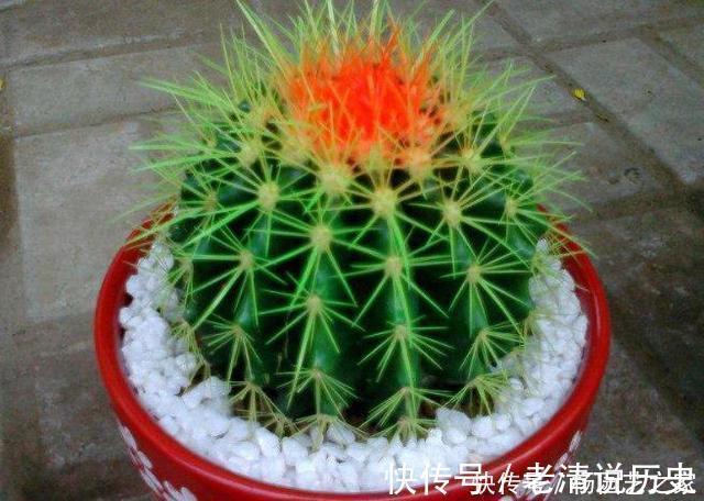 3种花，不建议在花卉市场买，养不几天大多枯萎