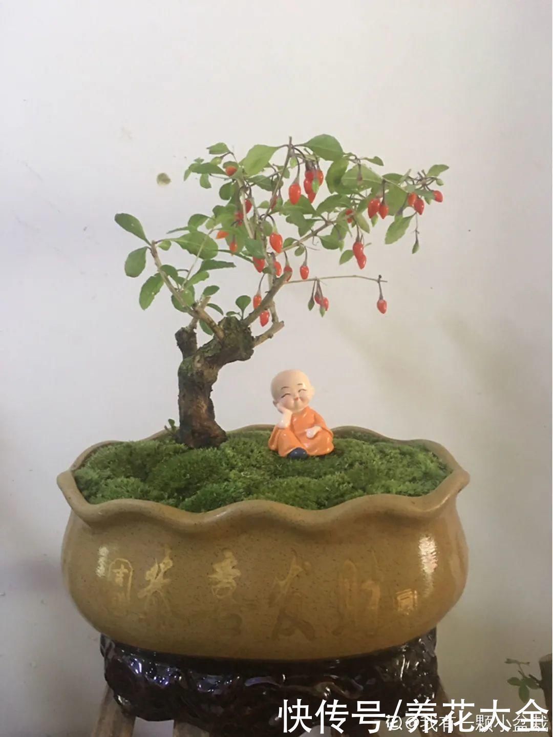 农村当柴烧的花，原来可以当盆景，给一千块也不卖