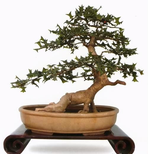 枸骨是制作盆景的好素材，集观形、观叶、观果于一身，还很好养活