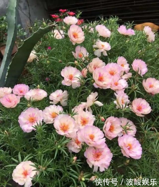 夏天|想要家里四季花开,这20种花,连续能开300天,完全不歇气