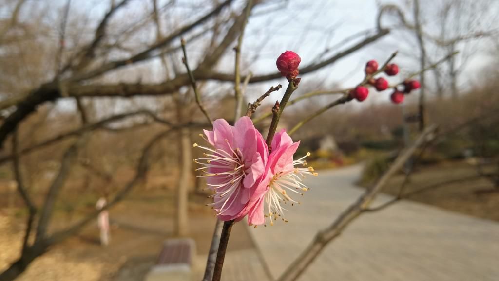 春色|“并蒂梅花”亮相梅花节？