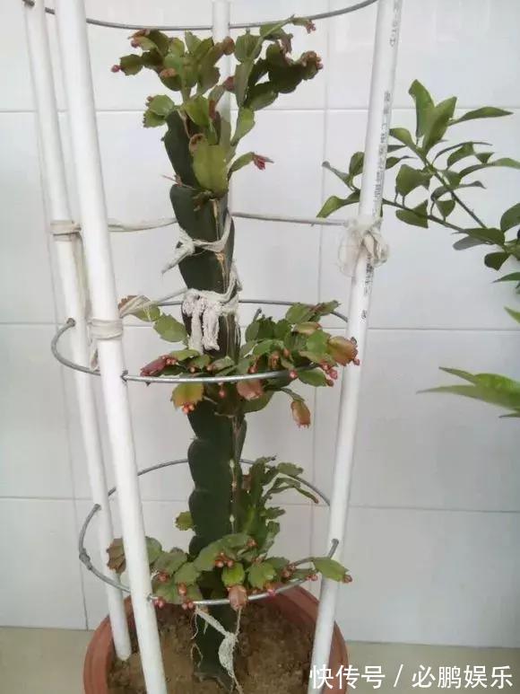 蟹爪兰嫁接1种枝条,花量暴增上百朵,开成大花树,还不烂根!