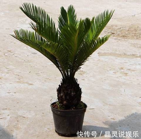 有种植物叫“铁树”,它真的是和铁一样吗快来一起看看吧