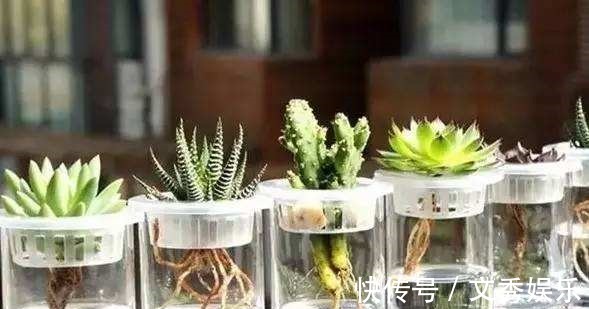 多肉怕水其实错了!5个科属的多肉“水培”以后,会长得更好