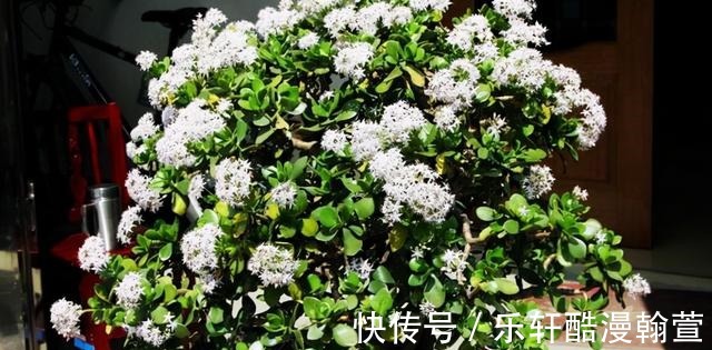 植物|5个“硬知识”,帮你把玉树养开花,看看什么叫“玉树临风”