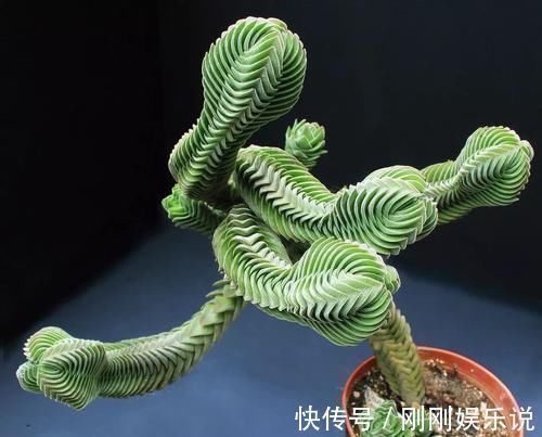 乙女|5种长相稀奇的多肉,养小花盆里照旧开花,可养很多年