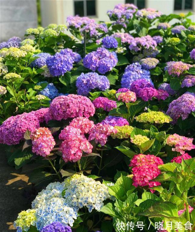 适合封闭阳台养的5种花,抗病性强,超容易开爆盆