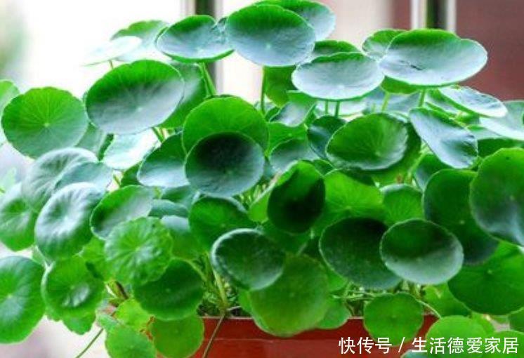 浇水|3种花很耐养,沾土就能活,浇水就疯长,夏季也能疯长不停