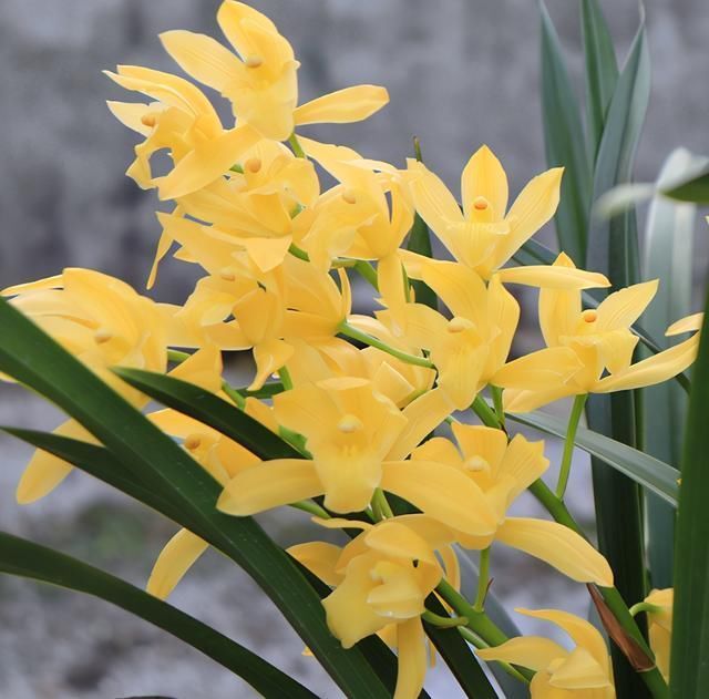 花友们|比“绿萝”还好养的兰花,兰香持久,通体金黄,每年可以开花3次