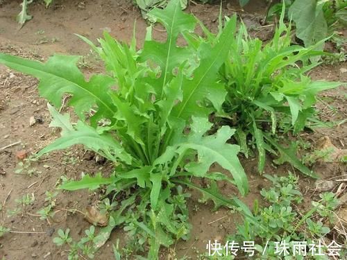 除草劑|一種苦味野菜，長得像蒲公英，60年代一挖一麻袋，你吃過嗎？