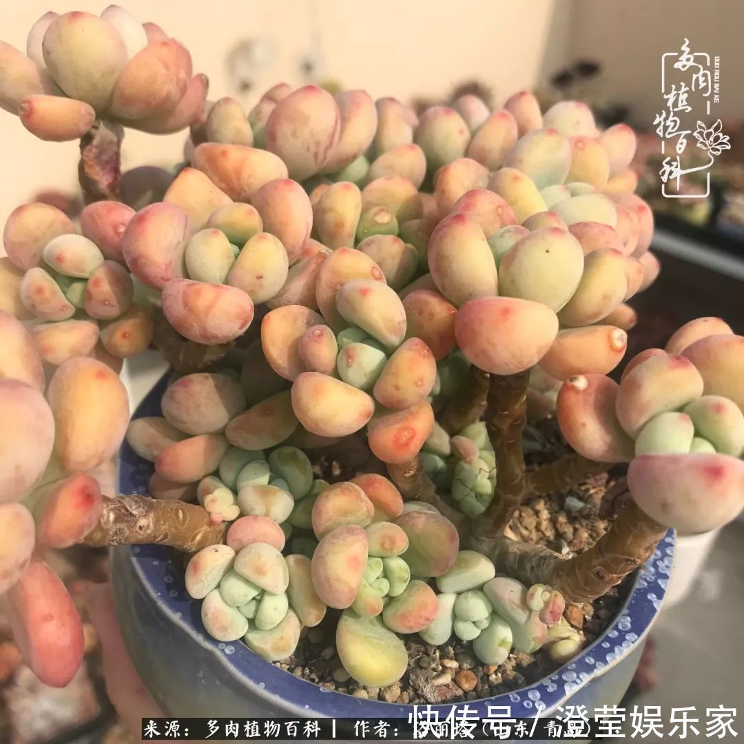 吉娃娃|我和我的“多肉恋人”,怎么样有没有惊艳到你!